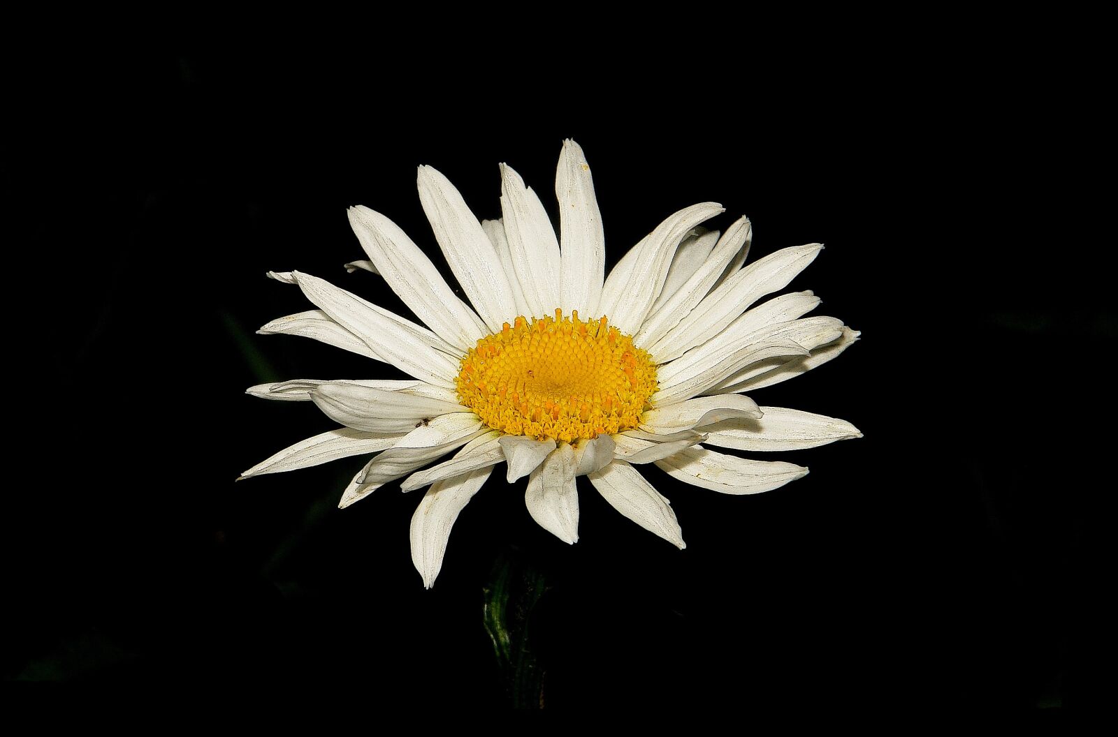 Sony DSC-R1 sample photo. Flower, daisy, flowers photography