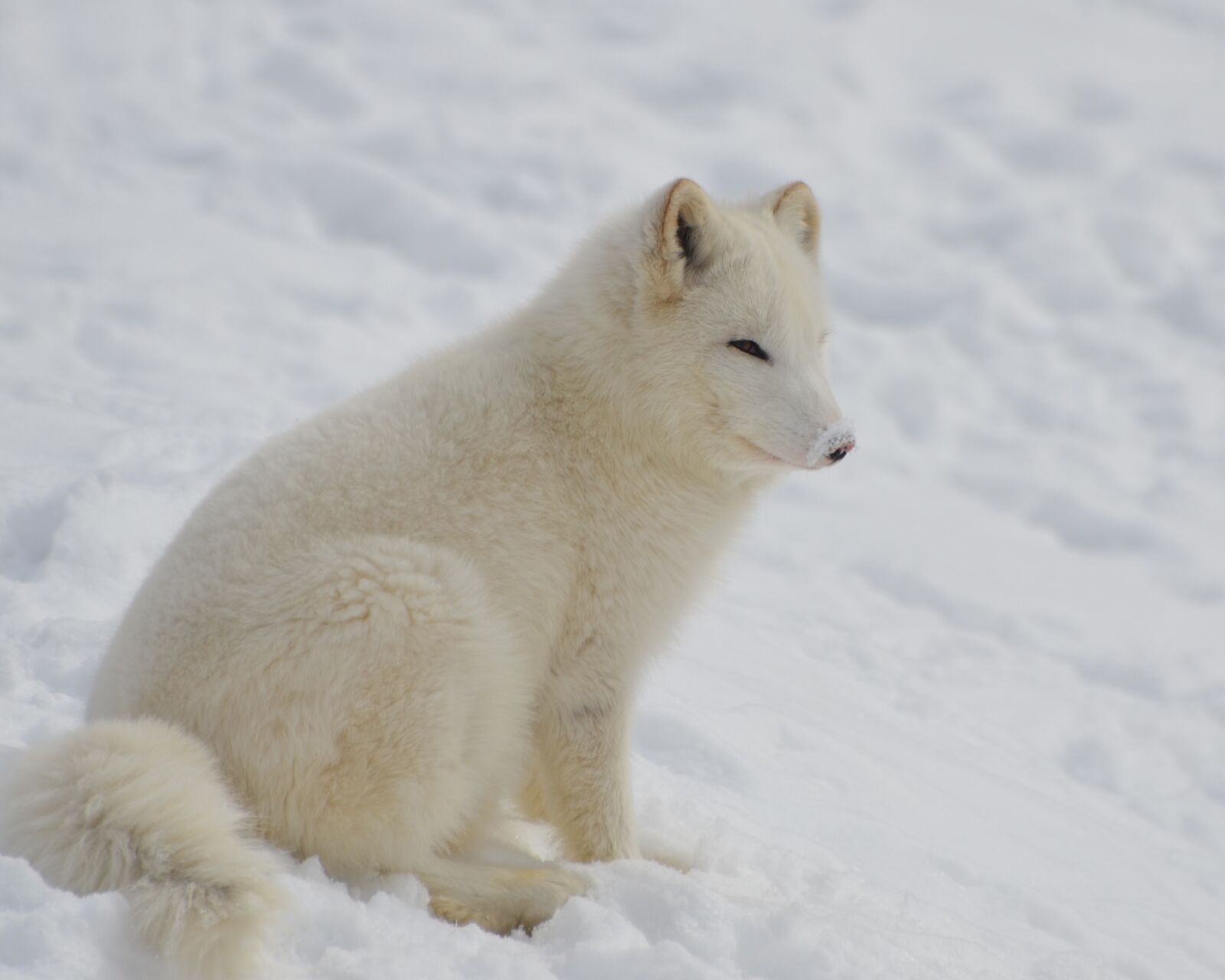 Nikon D7000 sample photo. Arctic, fox, animal photography