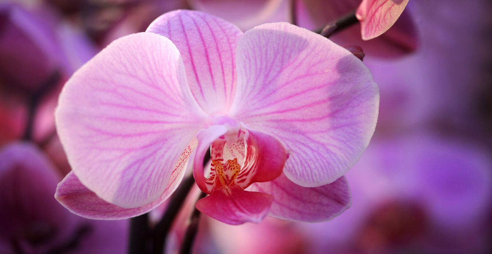 Panasonic Lumix DMC-G2 sample photo. Orchid, flower, blossom photography
