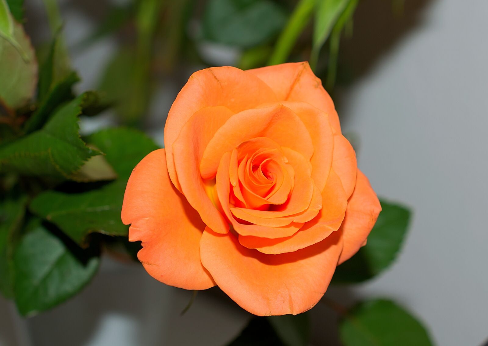 Nikon D3300 sample photo. Rose, salmon, blossom photography