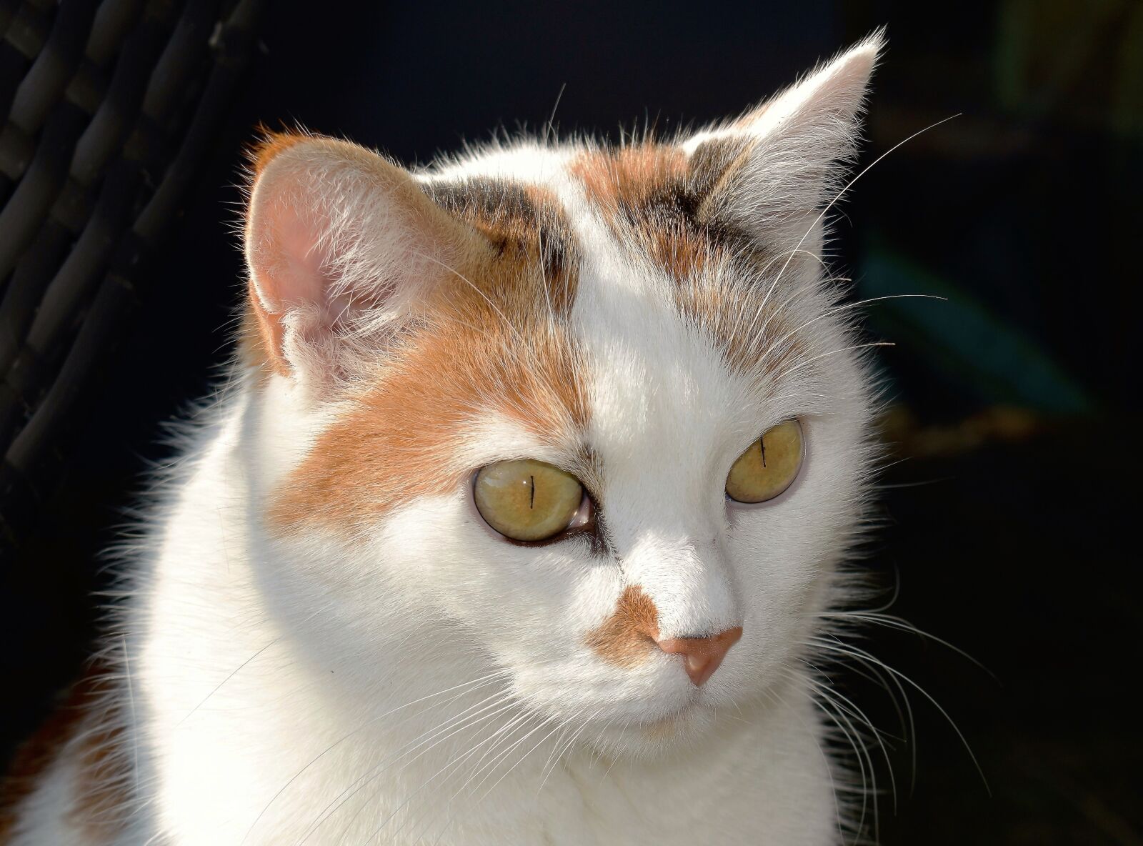 Nikon D5500 sample photo. Cat, animal, white photography