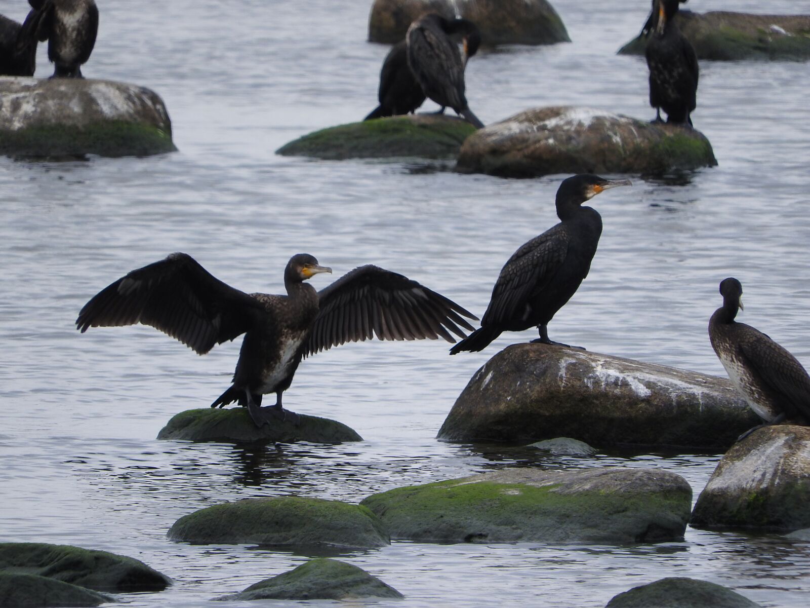 Nikon Coolpix P610 sample photo. Cormorant, covey, birds photography