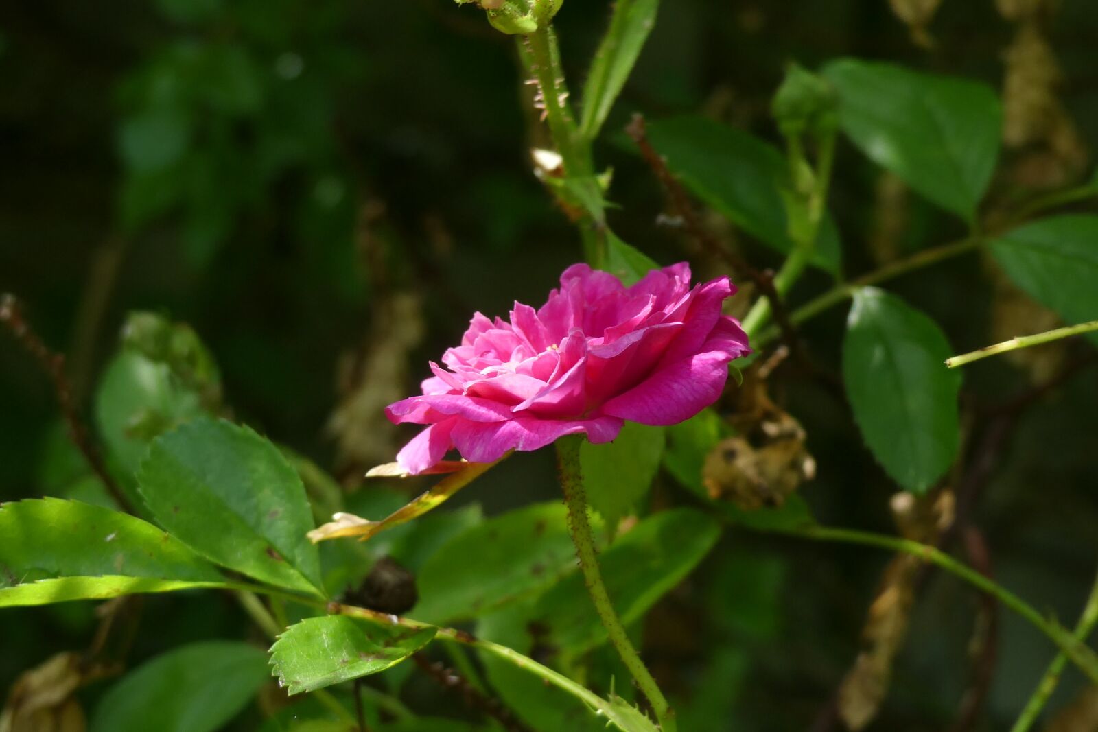 Panasonic Lumix DMC-FZ300 sample photo. Rose, garden, close up photography