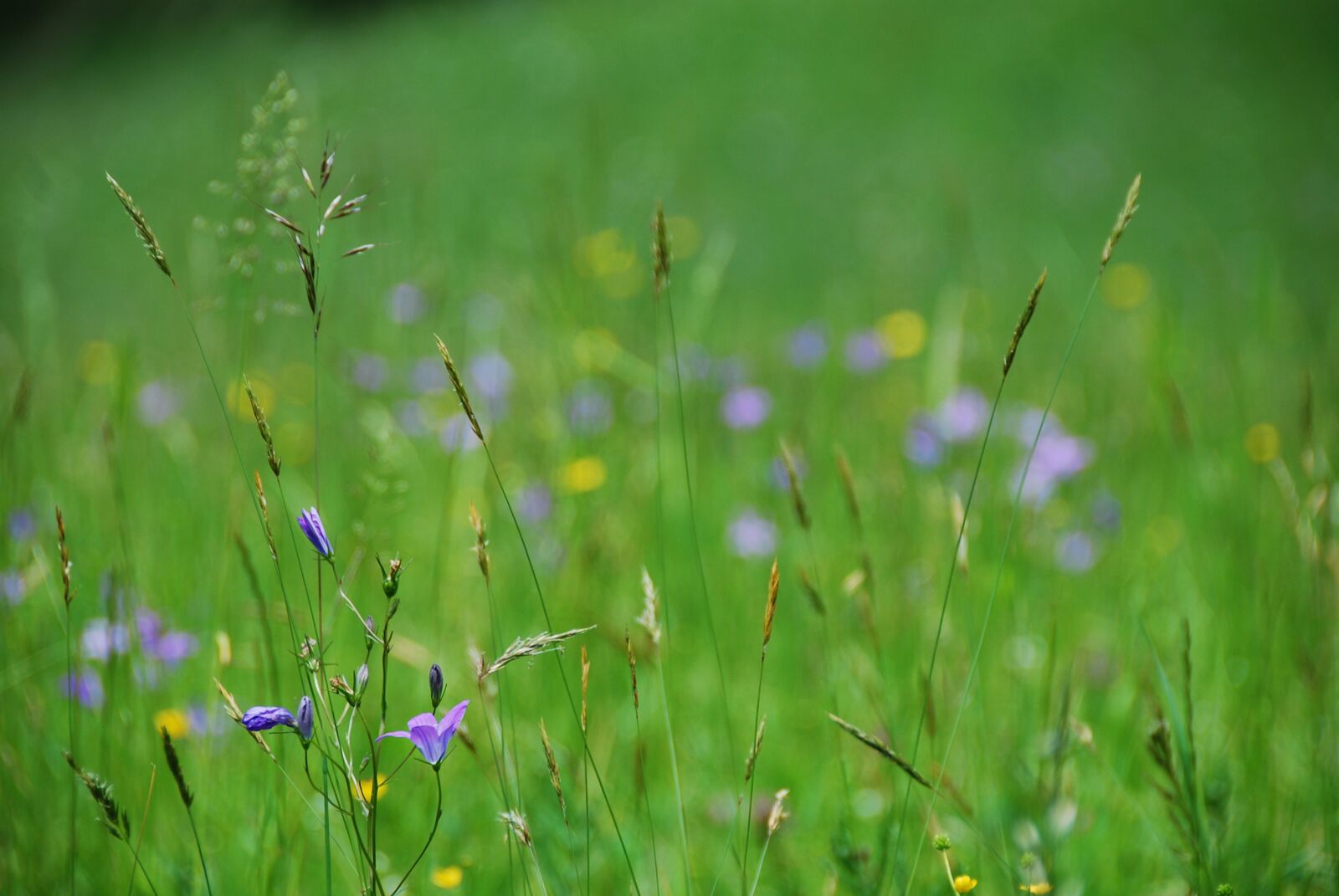 Nikon D80 sample photo. Flower meadow, bluebells, bloom photography