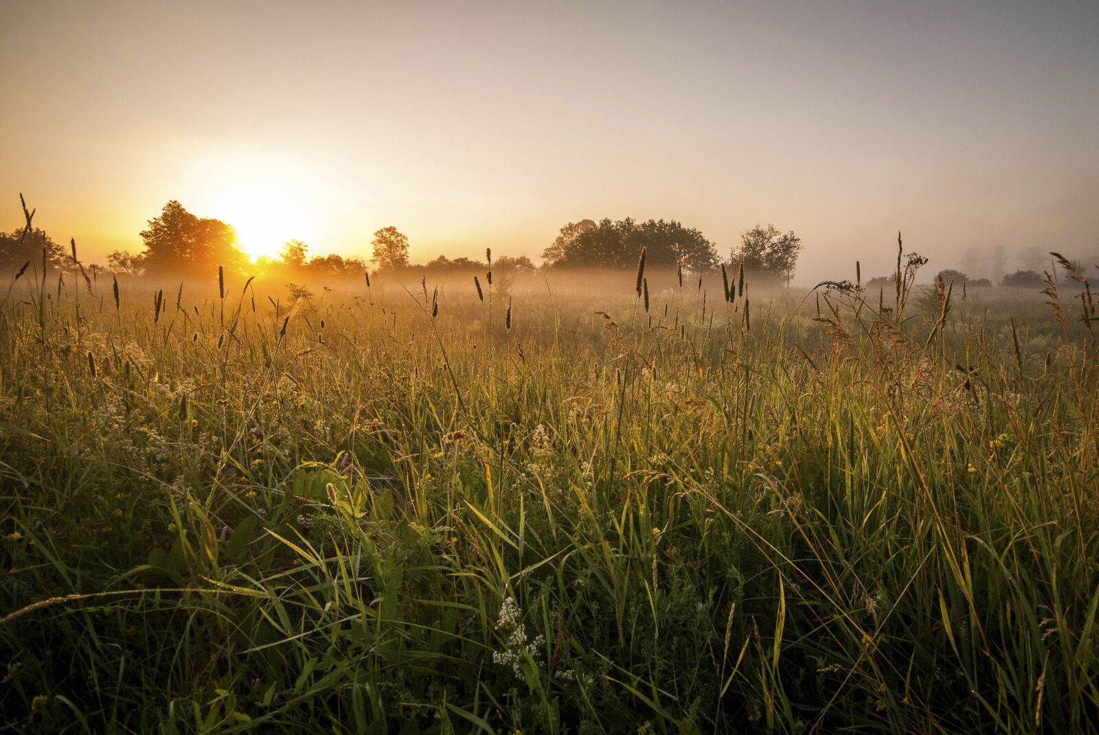 Nikon D60 sample photo. Mist, meadow, fog photography