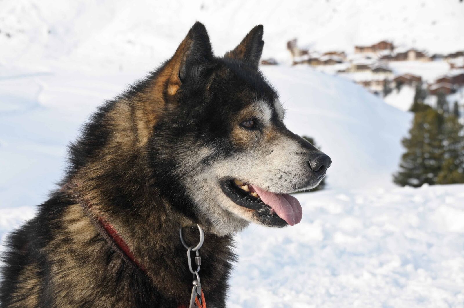 Nikon D300 sample photo. Dog, winter, canine, snow photography