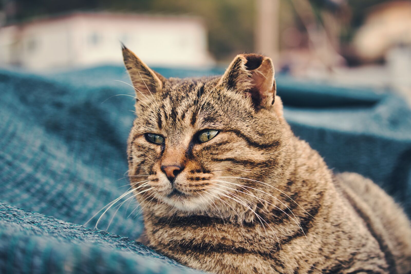 Canon EF-S 55-250mm F4-5.6 IS STM sample photo. Cat, malai, animal photography