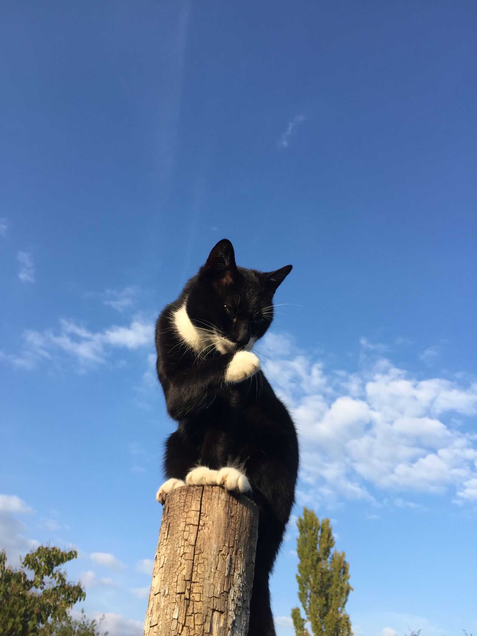 iPhone 6 back camera 4.15mm f/2.2 sample photo. Blue, sky, cat, cat photography