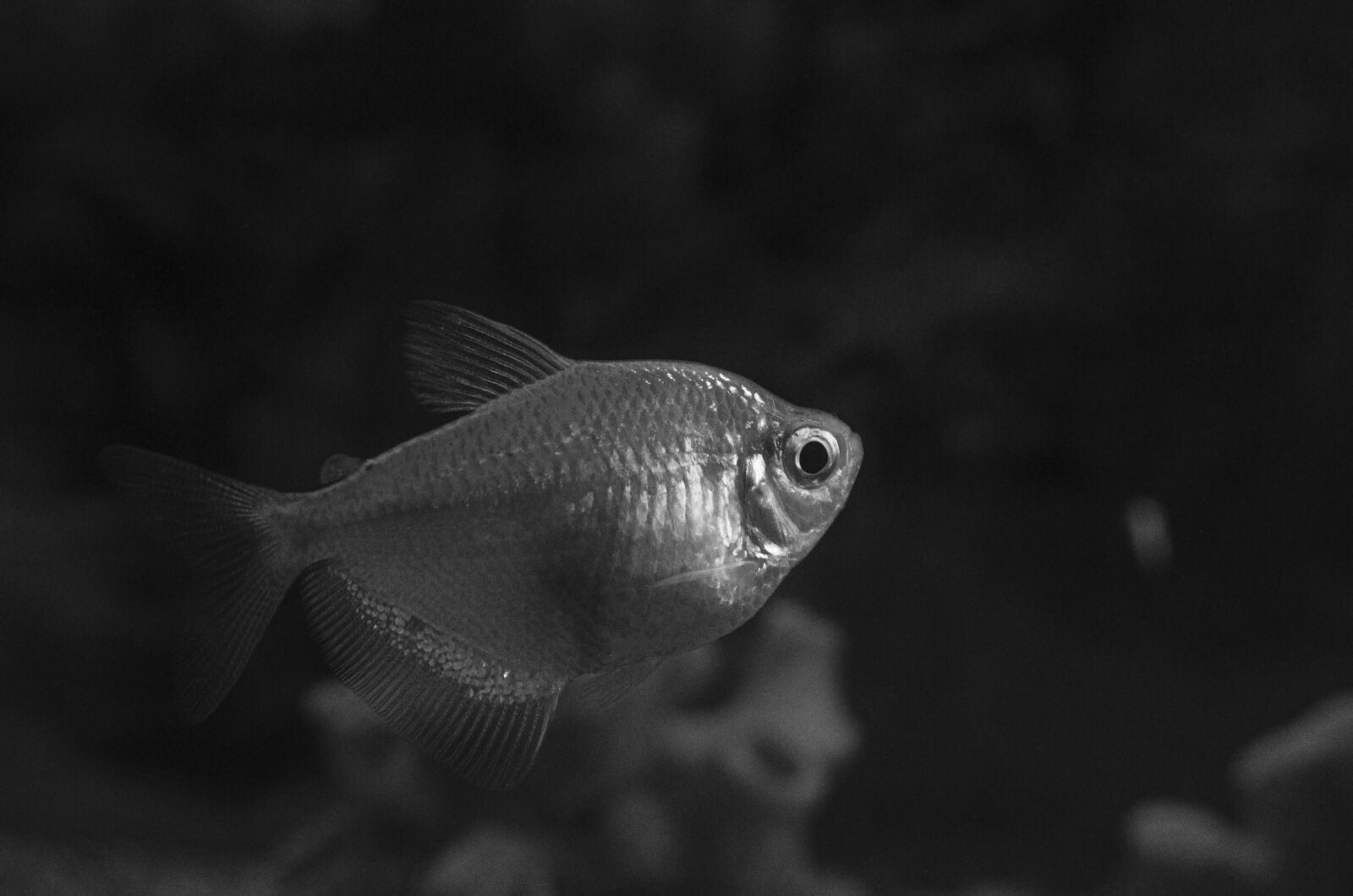 Nikon D7000 sample photo. Fish, aquarium, sea photography