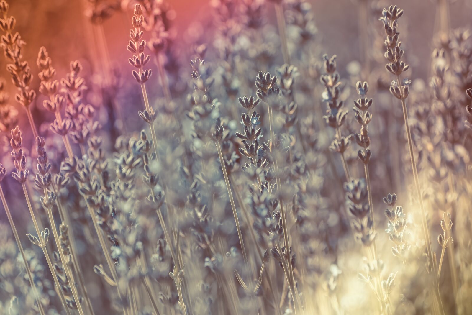 Nikon D750 sample photo. Sun, lavender, flare photography