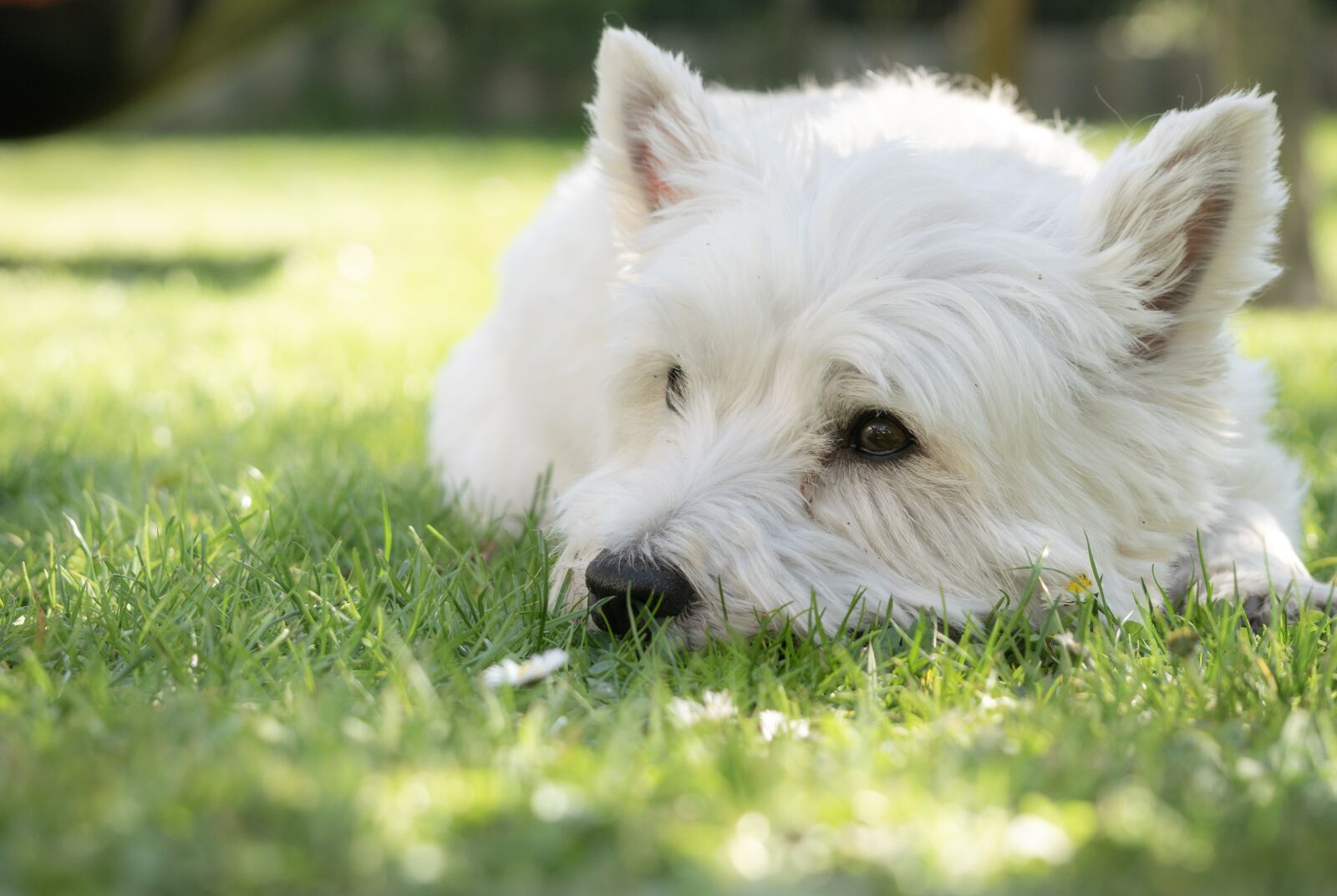 Nikon D5300 sample photo. Dog, westie, terrier photography