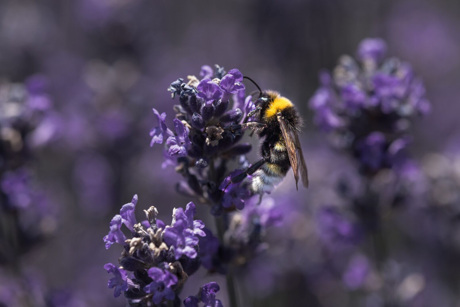 Canon EOS 6D Mark II sample photo. Bee, purple, lilac photography