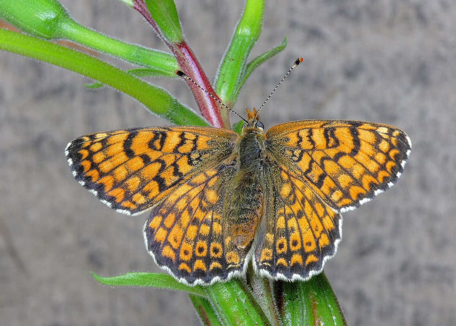 Canon EOS 400D (EOS Digital Rebel XTi / EOS Kiss Digital X) sample photo. Butterfly, fritillary, insect photography