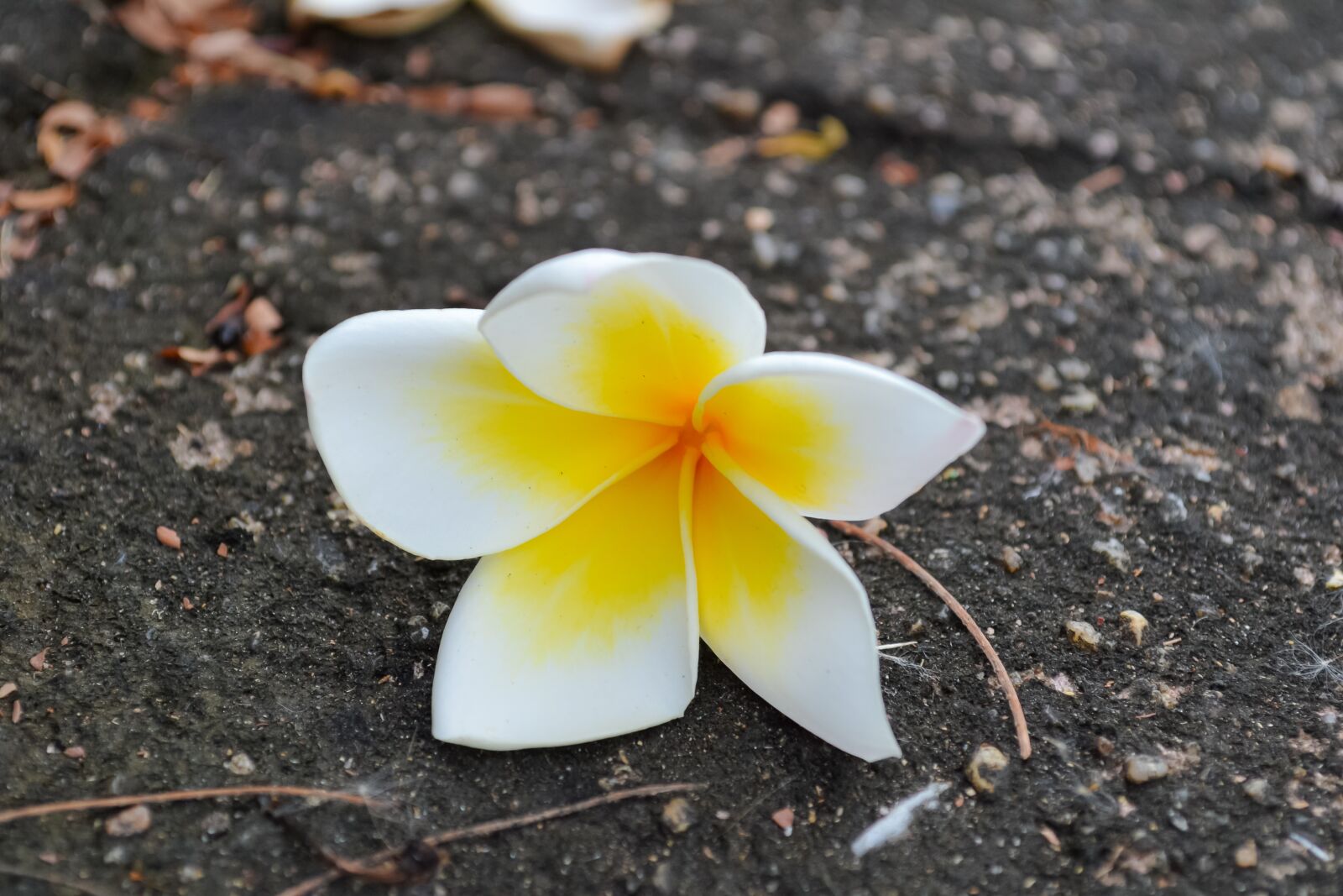 Nikon D3100 sample photo. Macro, sunlight, flower garden photography