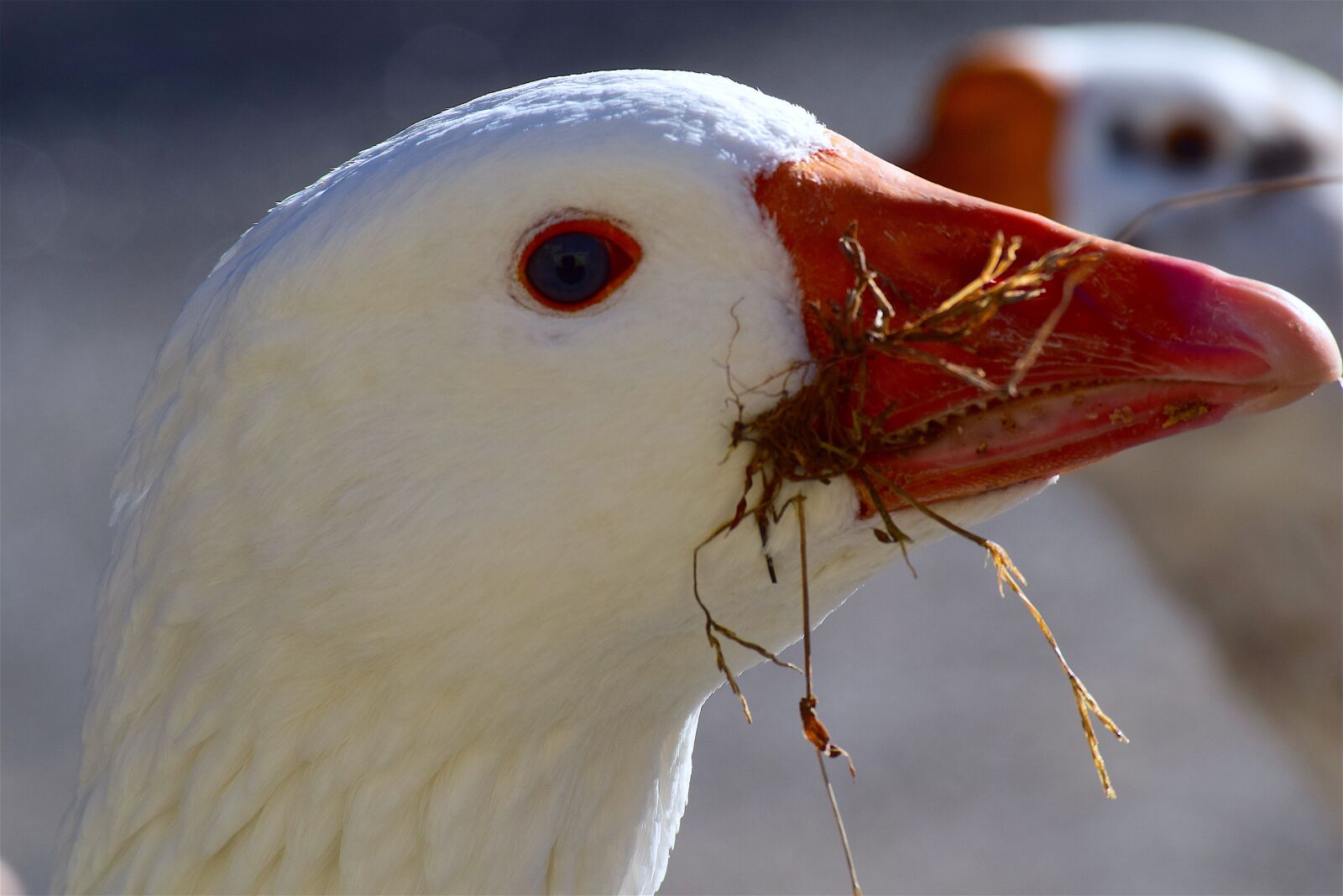 Nikon D3300 sample photo. Goose, white, feather photography