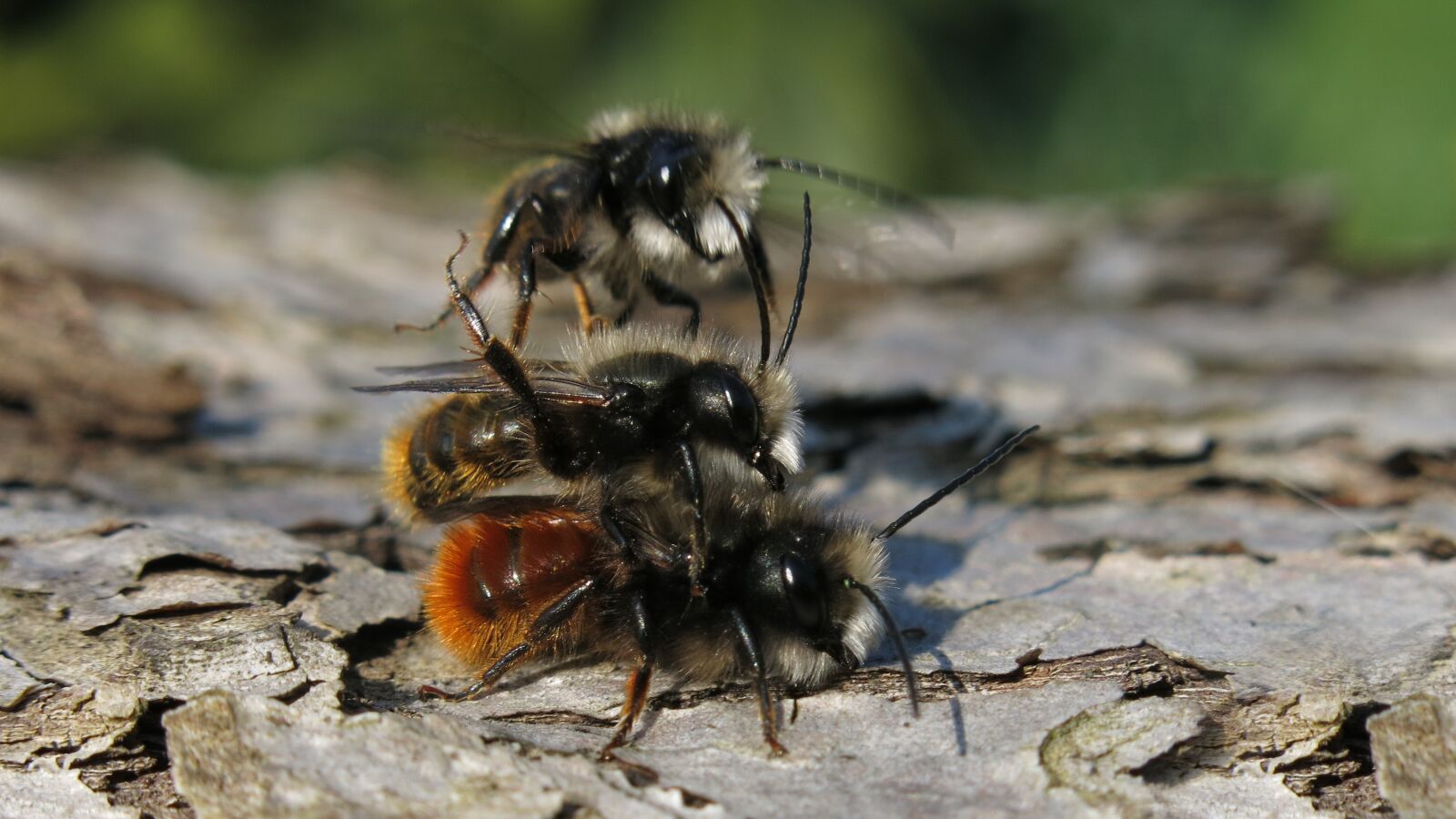 Canon PowerShot G15 sample photo. Wild bees, pairing, mason photography