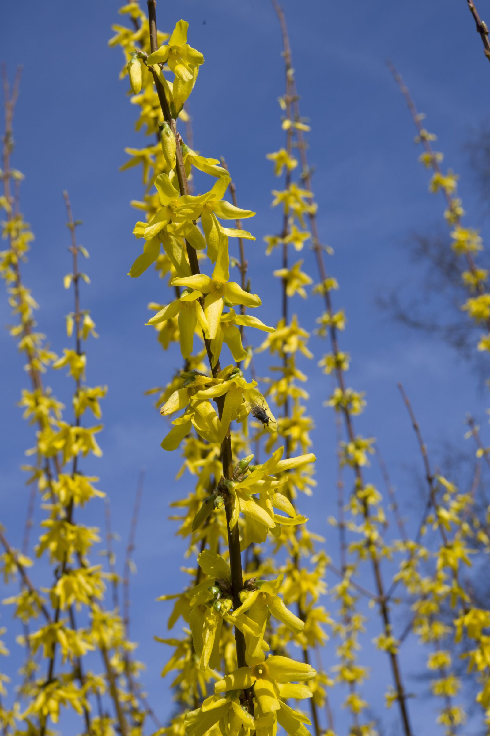 Nikon D850 sample photo. Spring, sky, landscape photography