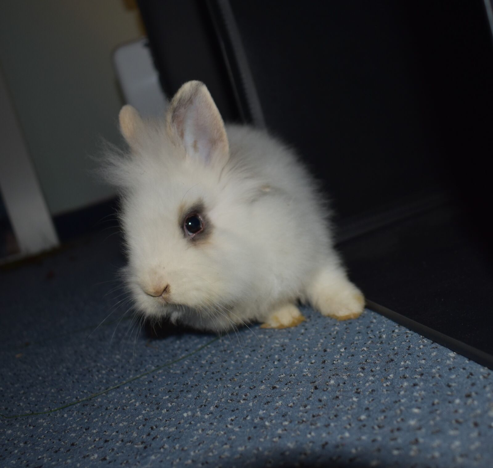 Nikon D3500 sample photo. Rabbit, white, hare photography