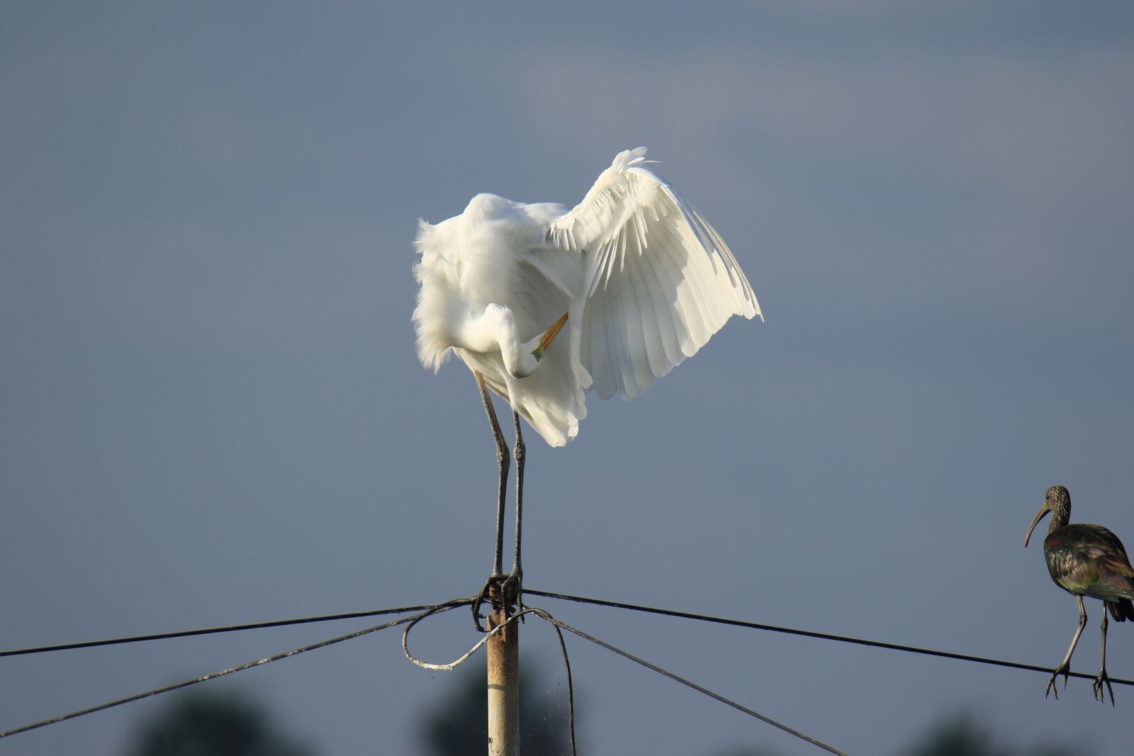 Canon EOS 7D Mark II sample photo. Birds, ibis, egret photography