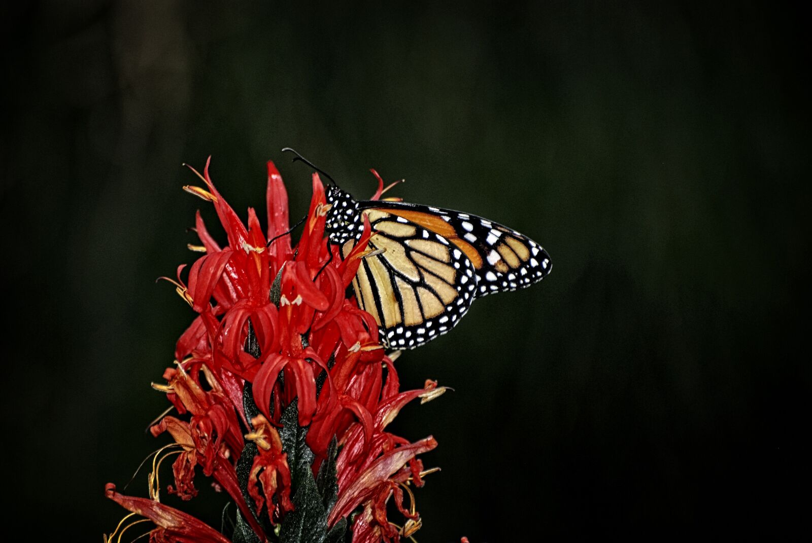 Nikon D80 sample photo. Monarch, butterfly, nymphalidae photography