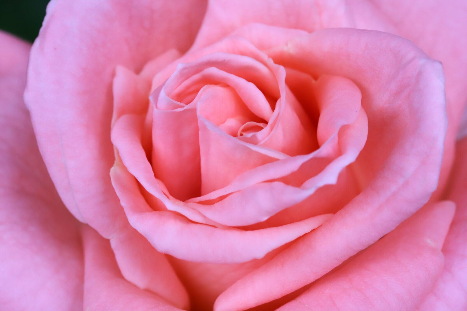 Canon EOS 6D Mark II sample photo. Rose, petal, flowers photography