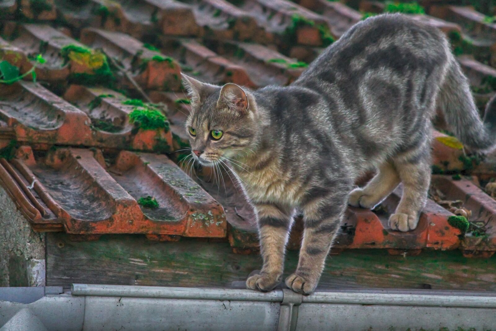 Canon EF-S 55-250mm F4-5.6 IS II sample photo. Cat, gutter, animal photography