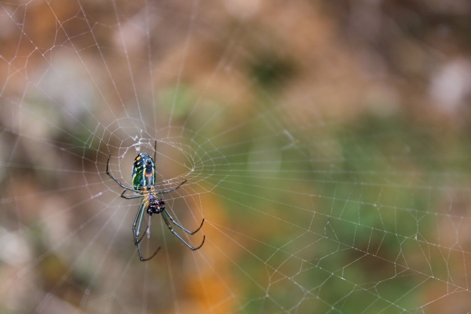 Canon EOS 1200D (EOS Rebel T5 / EOS Kiss X70 / EOS Hi) sample photo. Spider, web, network photography
