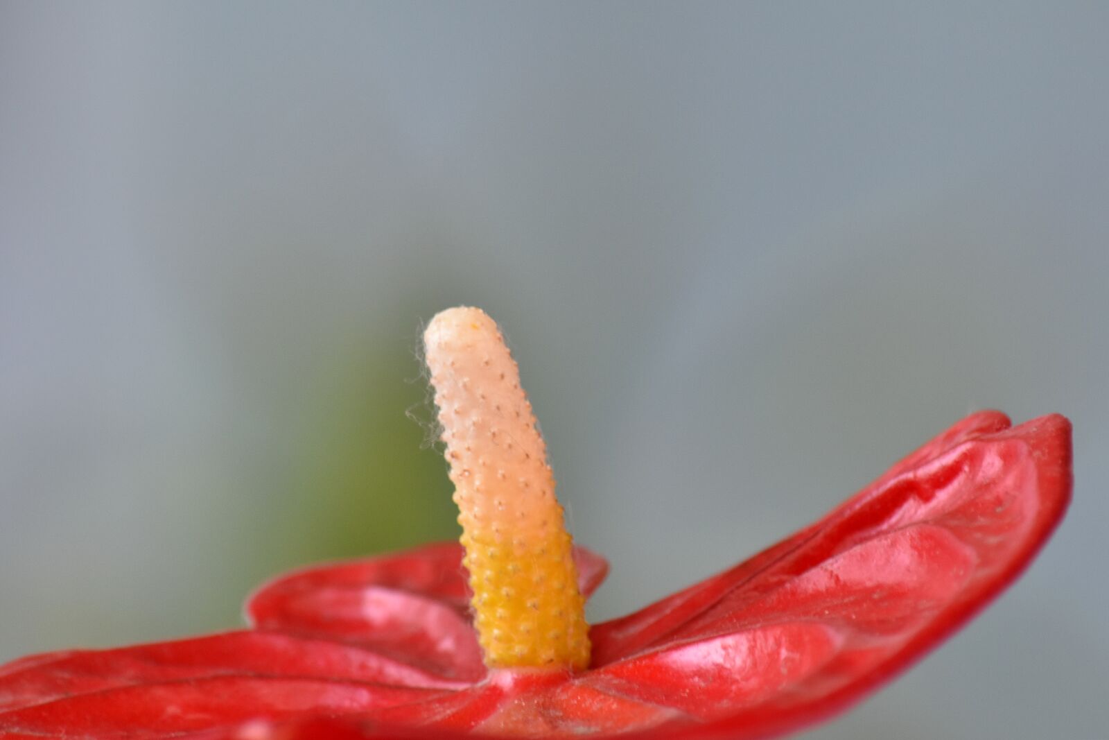 Nikon D5500 sample photo. Detail, flowers, petal, pistil photography
