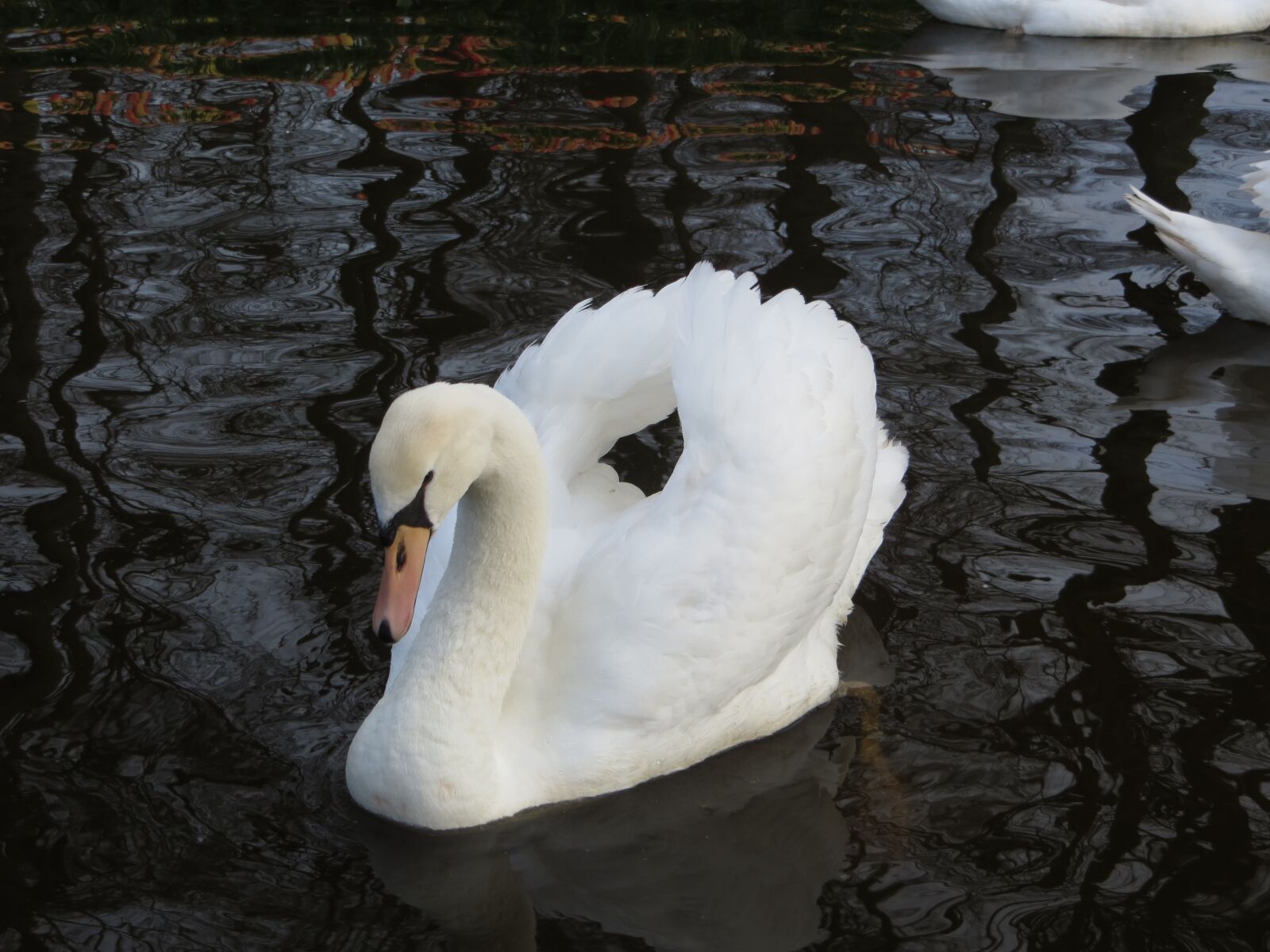 Canon PowerShot SX240 HS sample photo. Swan, nature, waterfowl photography