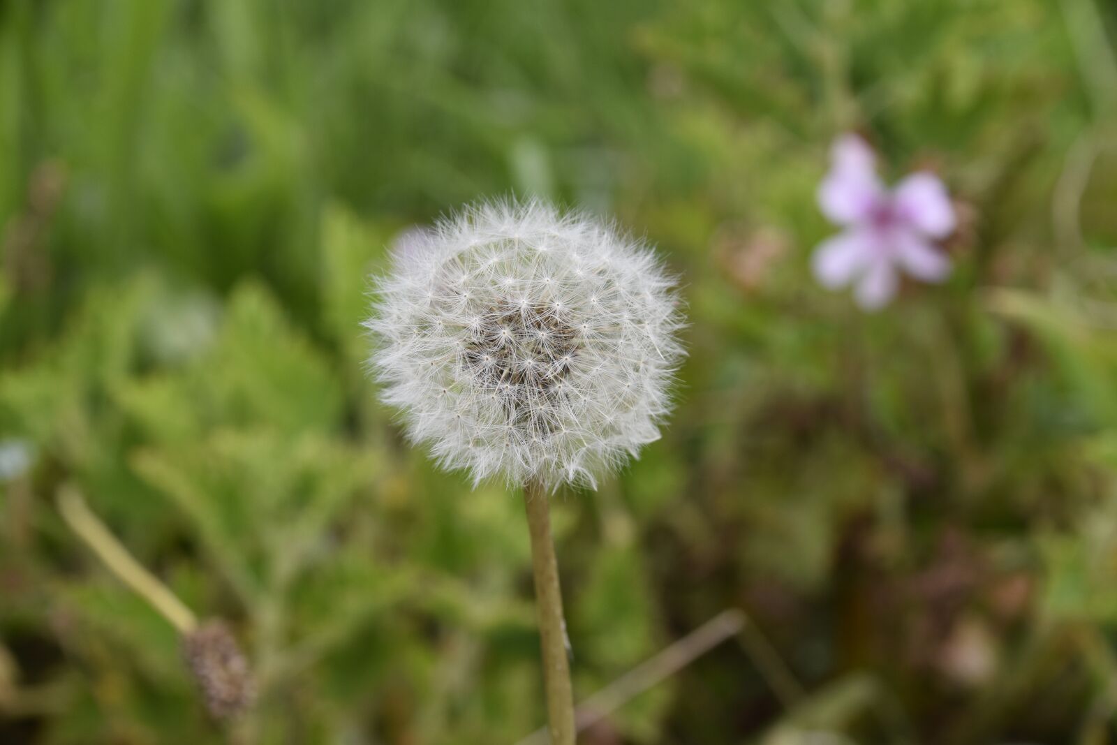 Nikon D5600 sample photo. Egret dandelion, flower, wild photography