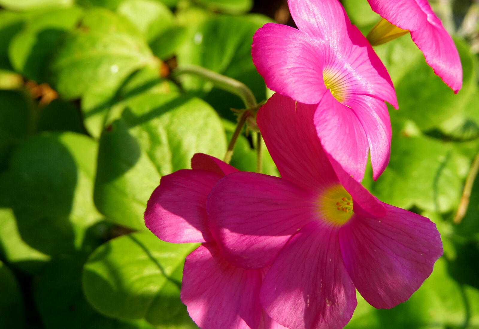 Pentax 02 Standard Zoom sample photo. Flower photography