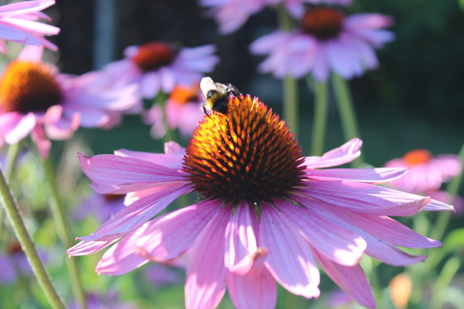 Canon EOS 600D (Rebel EOS T3i / EOS Kiss X5) sample photo. Mason bee, flower, bee photography