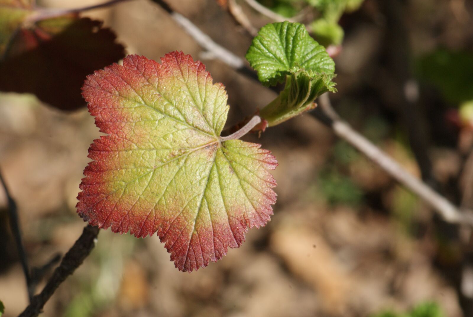 Sony Alpha DSLR-A230 sample photo. Currant, leaf, colored photography