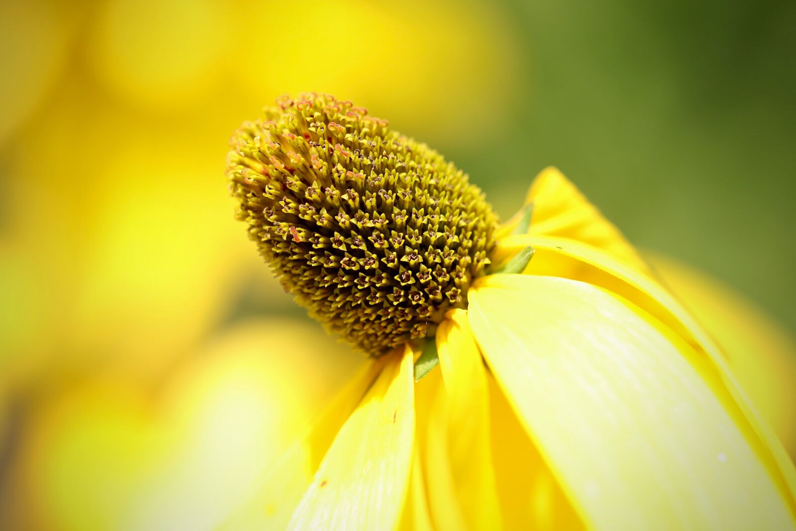 Canon EOS 800D (EOS Rebel T7i / EOS Kiss X9i) sample photo. Rudbeckia, autumn sun, rudbeckia photography