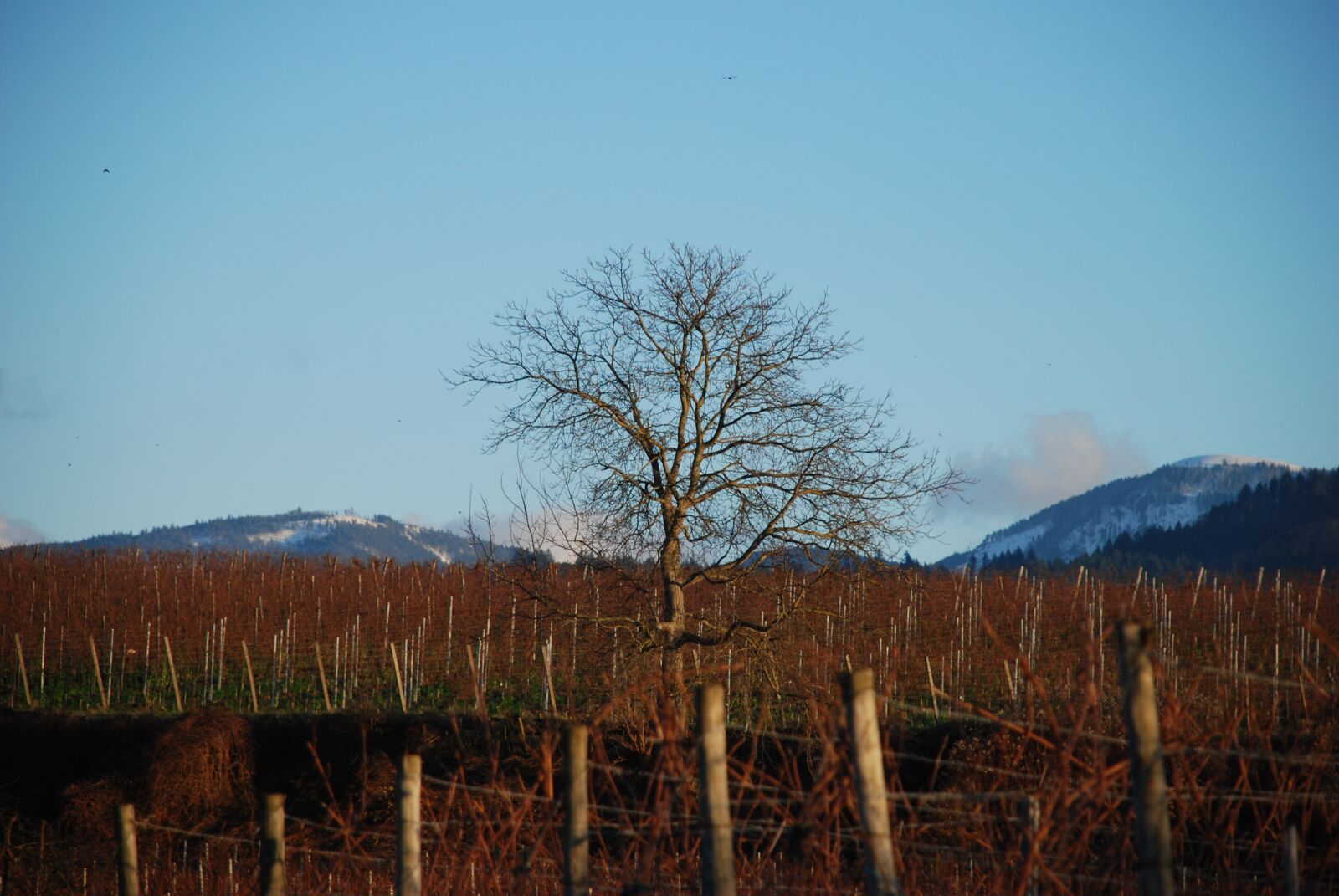 Nikon D80 sample photo. Vineyard, weinberg, spring photography