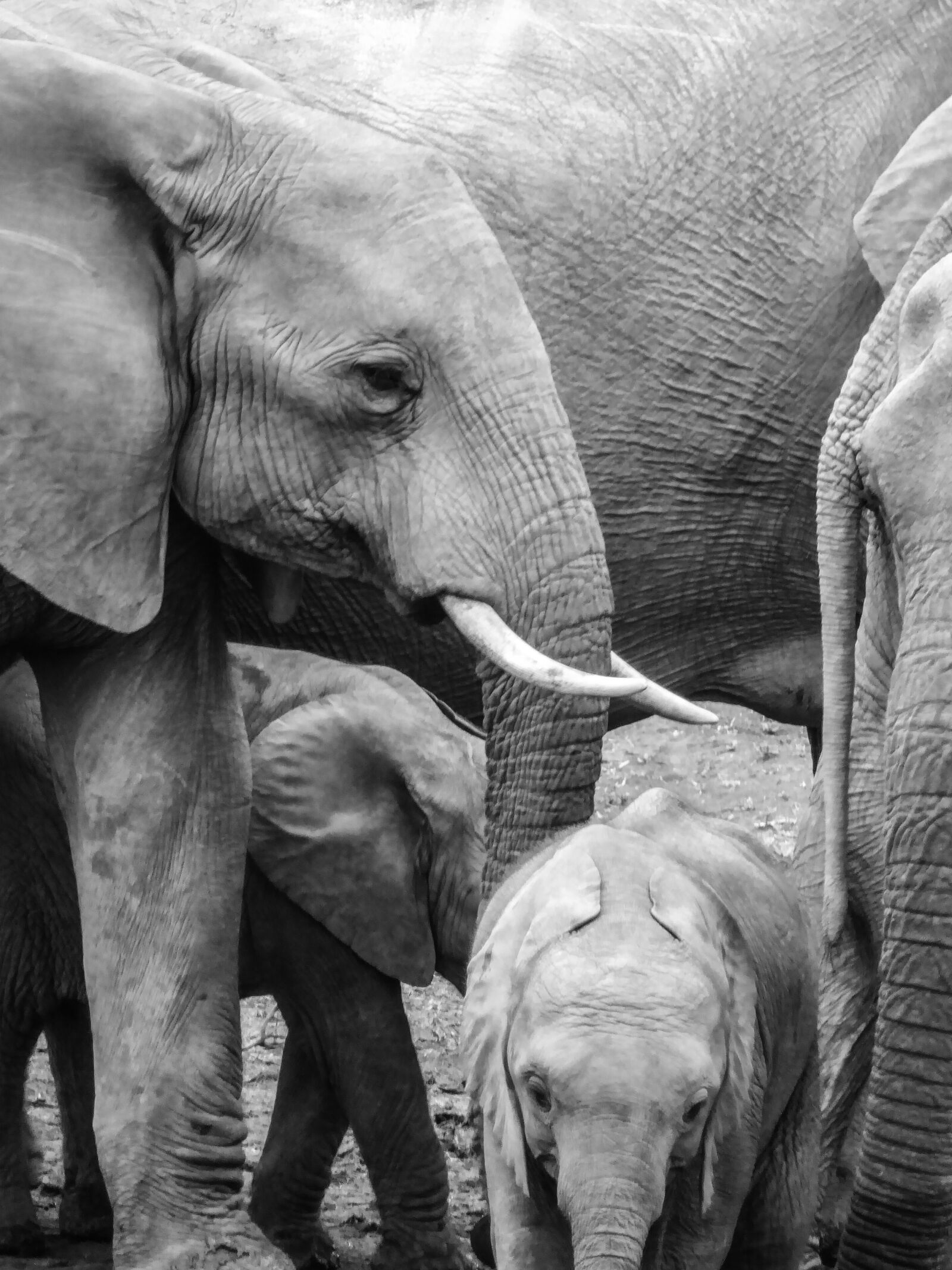 Panasonic DMC-TZ71 sample photo. Elephant, young, baby elephant photography