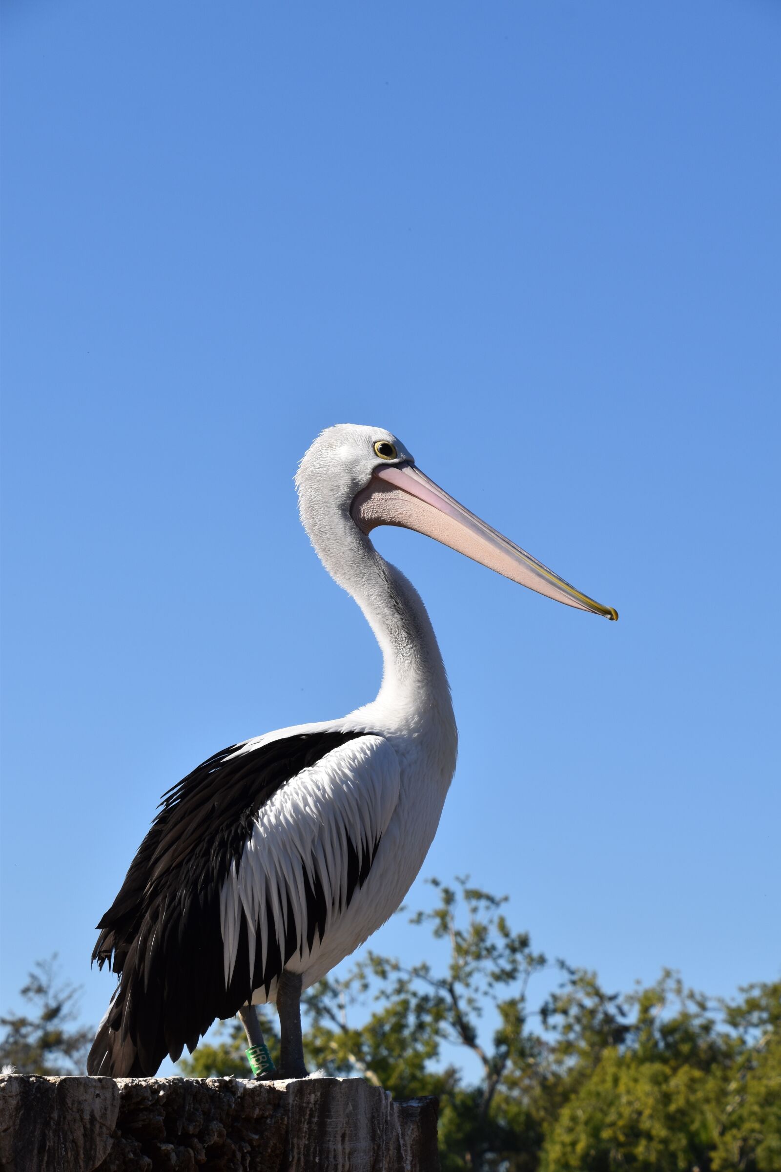 Nikon D5600 sample photo. Pelican, nature, bird photography