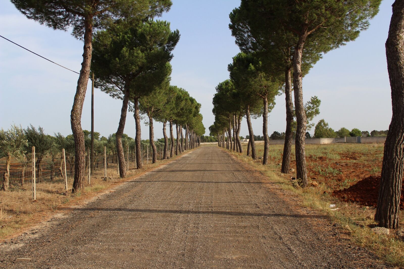 Canon EOS 1300D (EOS Rebel T6 / EOS Kiss X80) sample photo. Trees, path, road photography