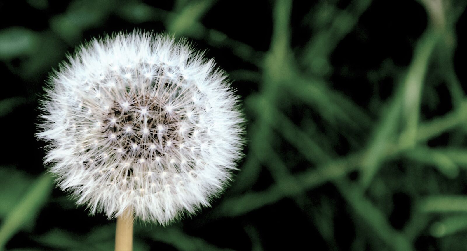Nikon D5600 sample photo. Flower, spring, grass photography