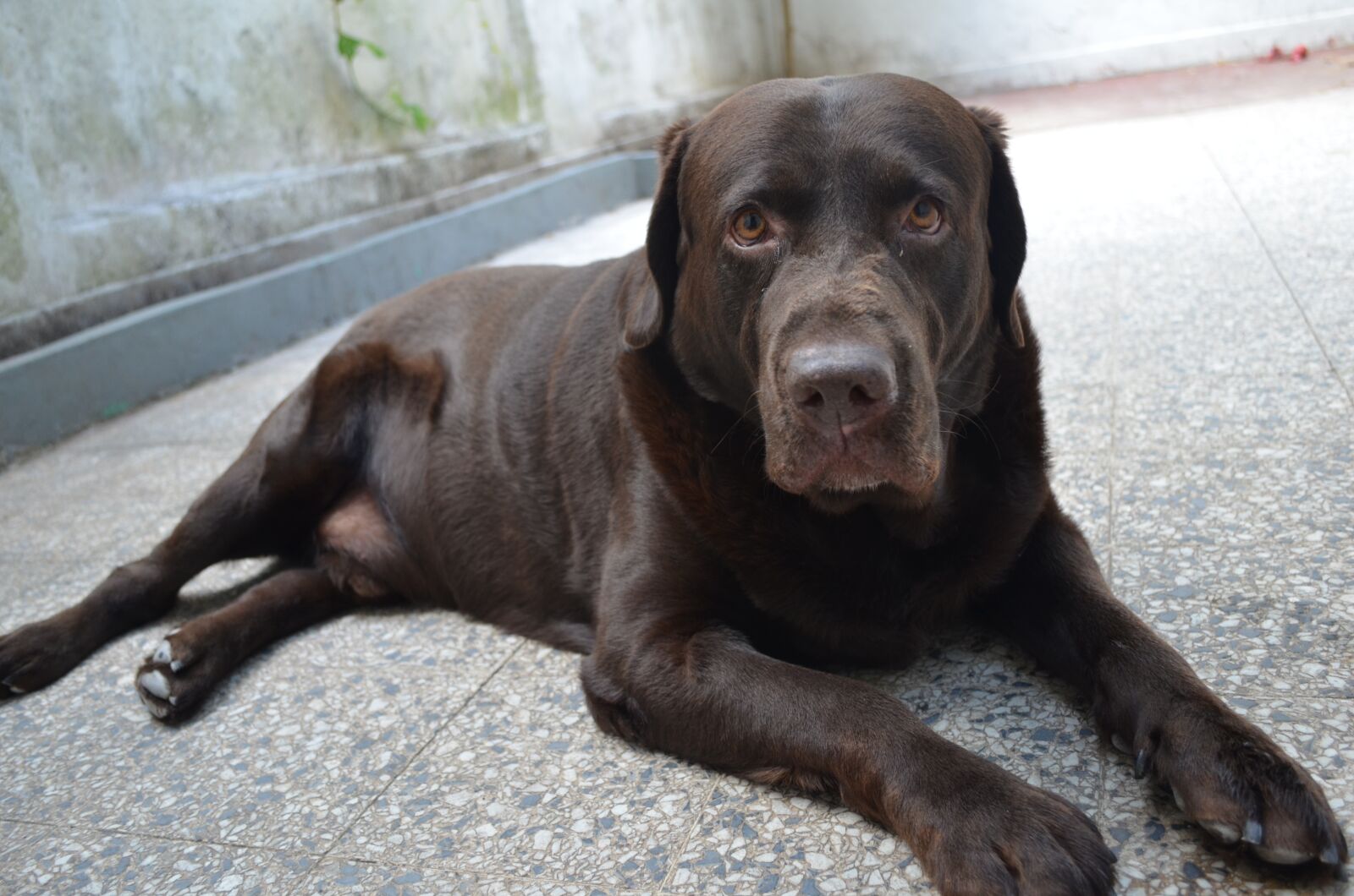 Nikon D5100 sample photo. Labrador, pet, animal photography