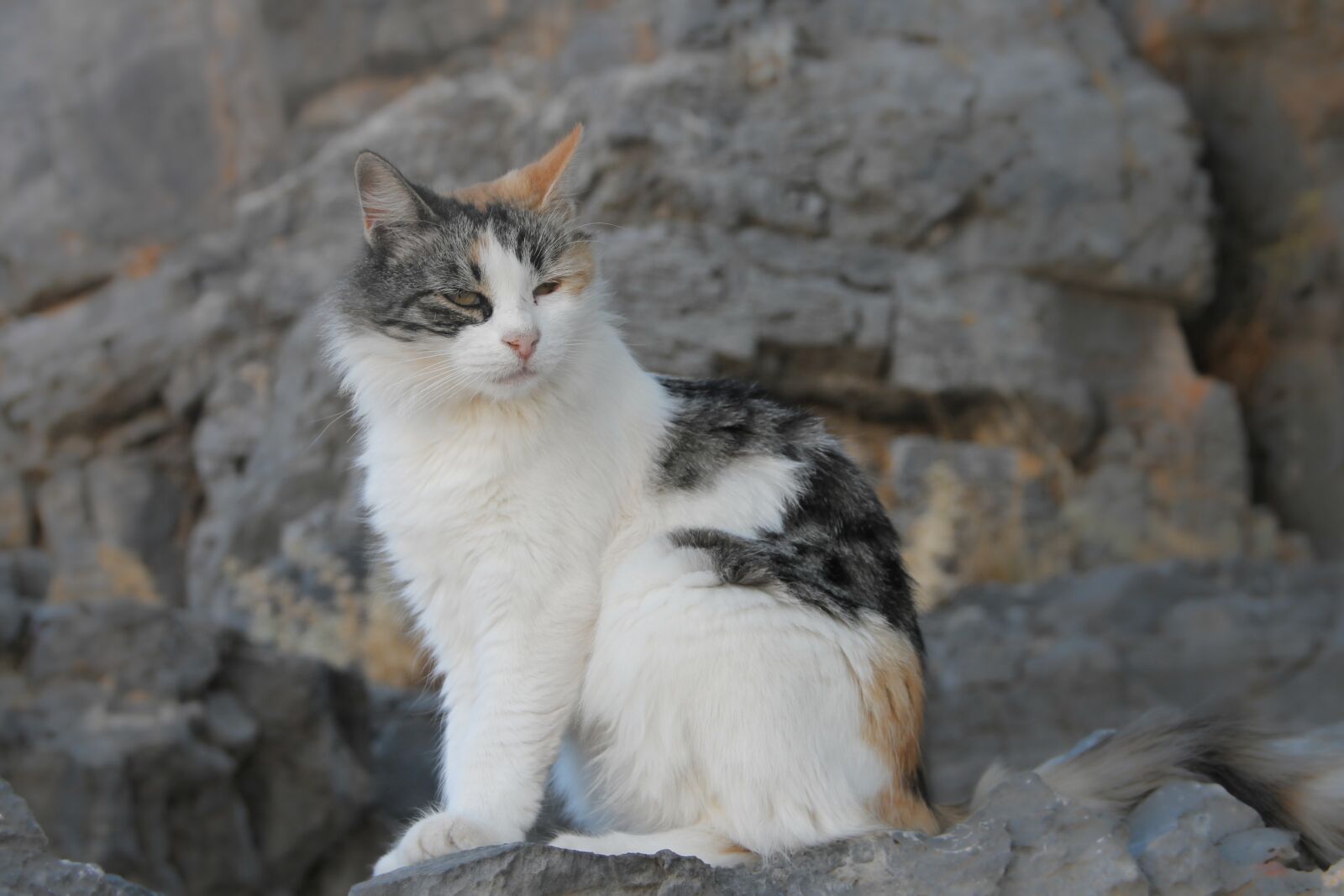 Canon EOS 1100D (EOS Rebel T3 / EOS Kiss X50) sample photo. Cat, domestic cat, pet photography