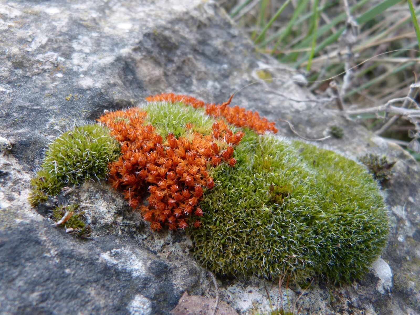 Panasonic DMC-FZ62 sample photo. Moss, lichen, detail photography