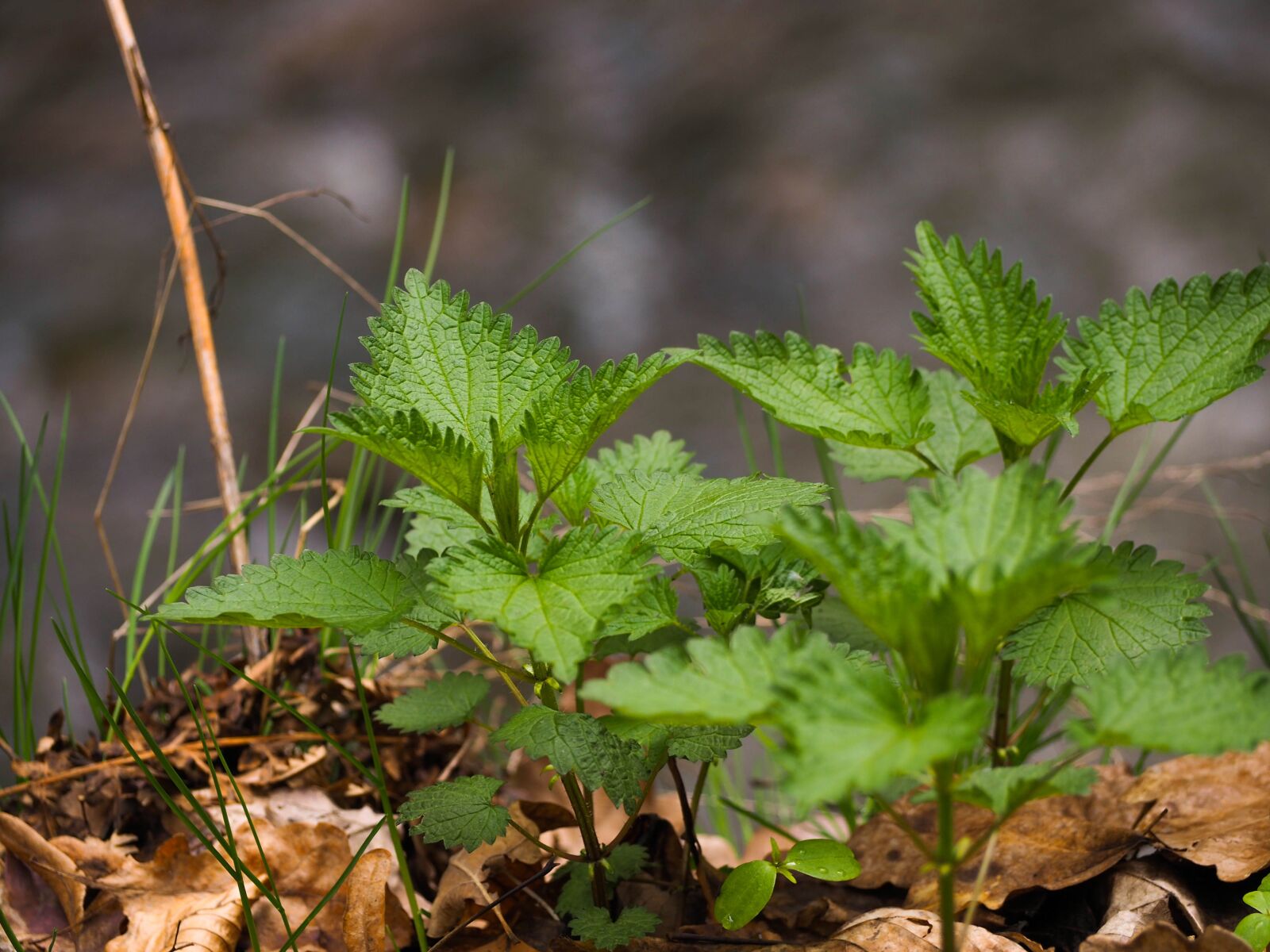 Olympus OM-D E-M10 II sample photo. Stinging nettle, plant, plants photography