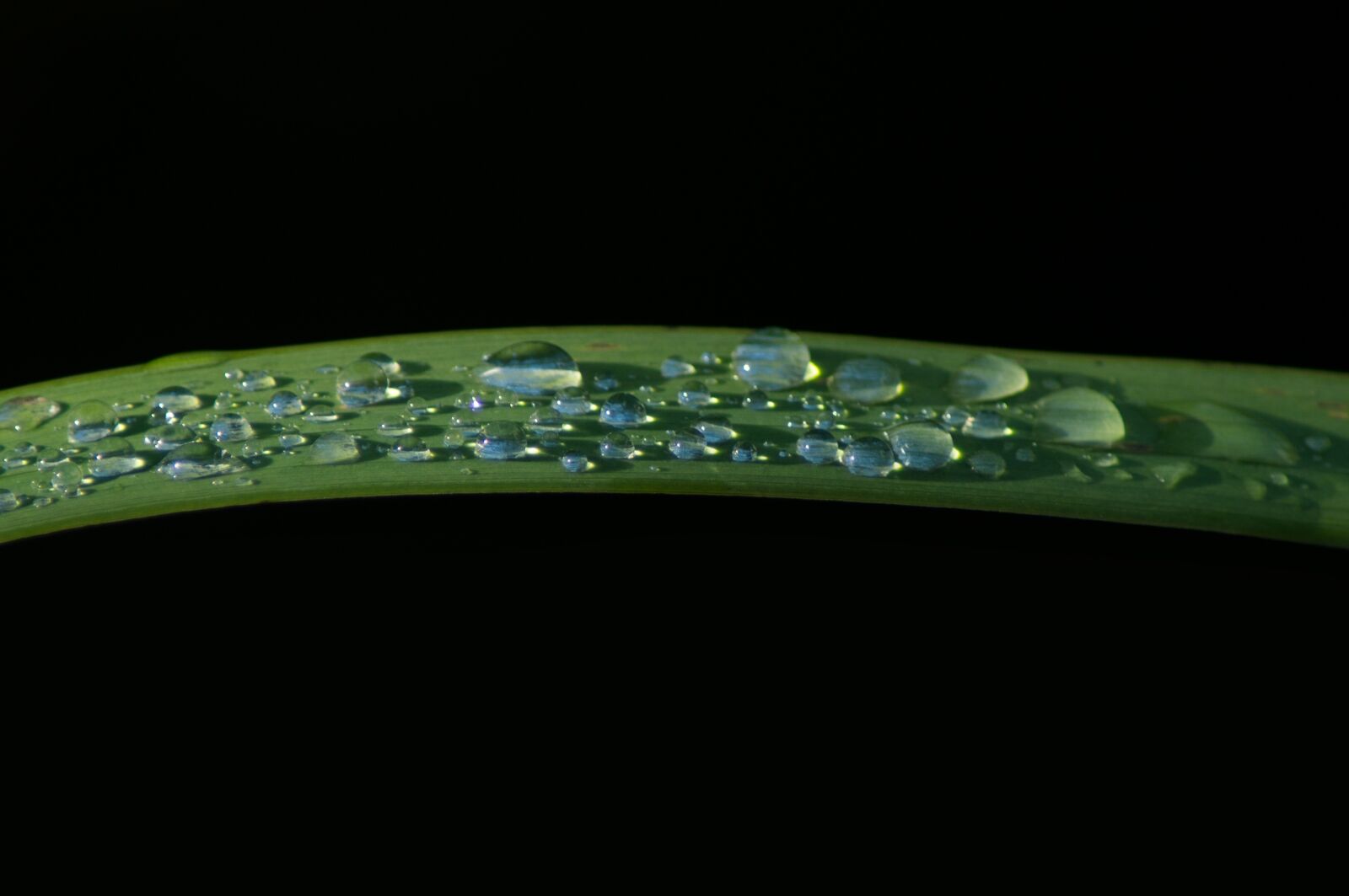 Sony SLT-A57 sample photo. Leaf, drop of water photography