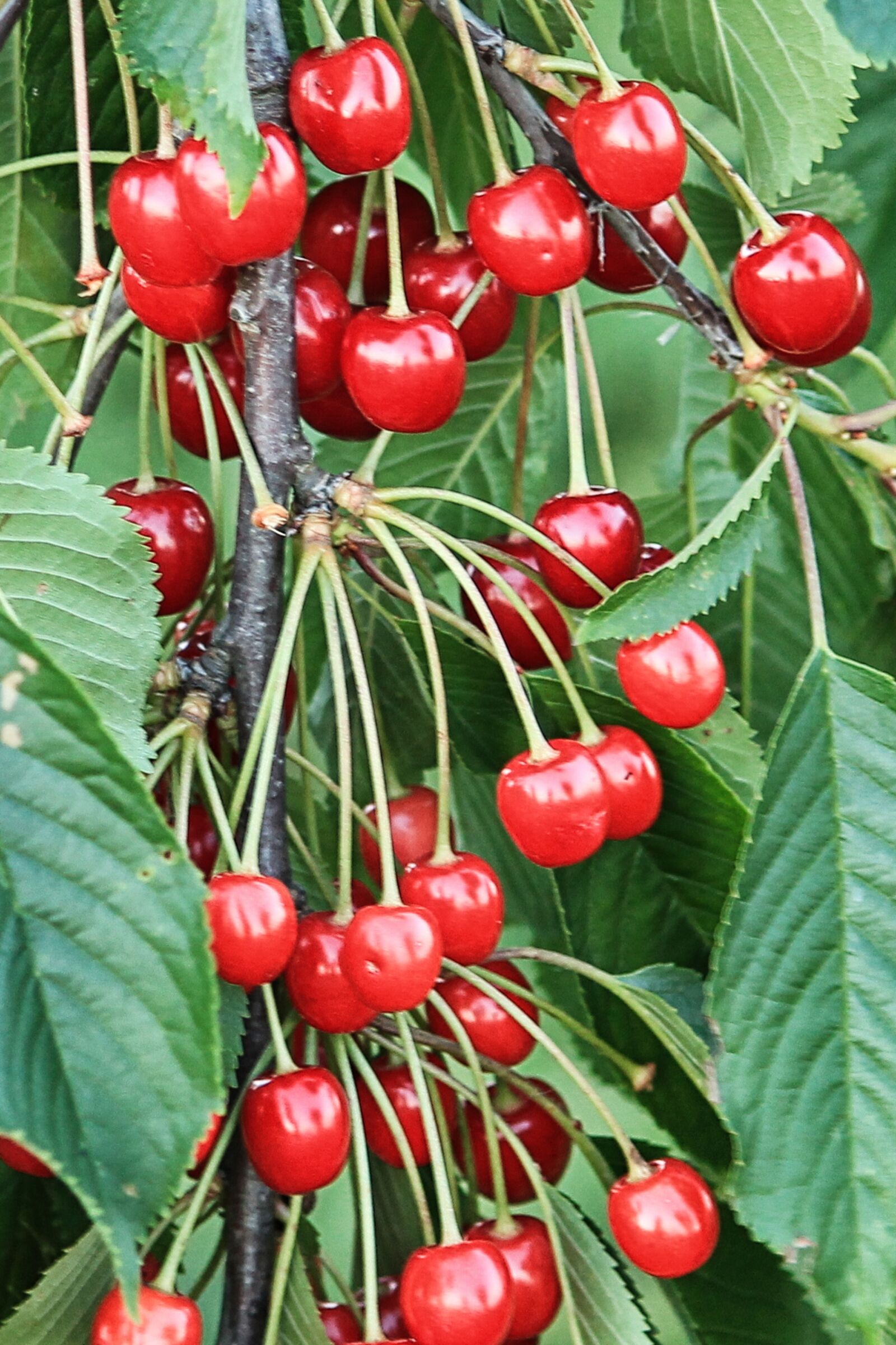 Canon EF-S 55-250mm F4-5.6 IS II sample photo. Cherries, cherry tree, fruits photography