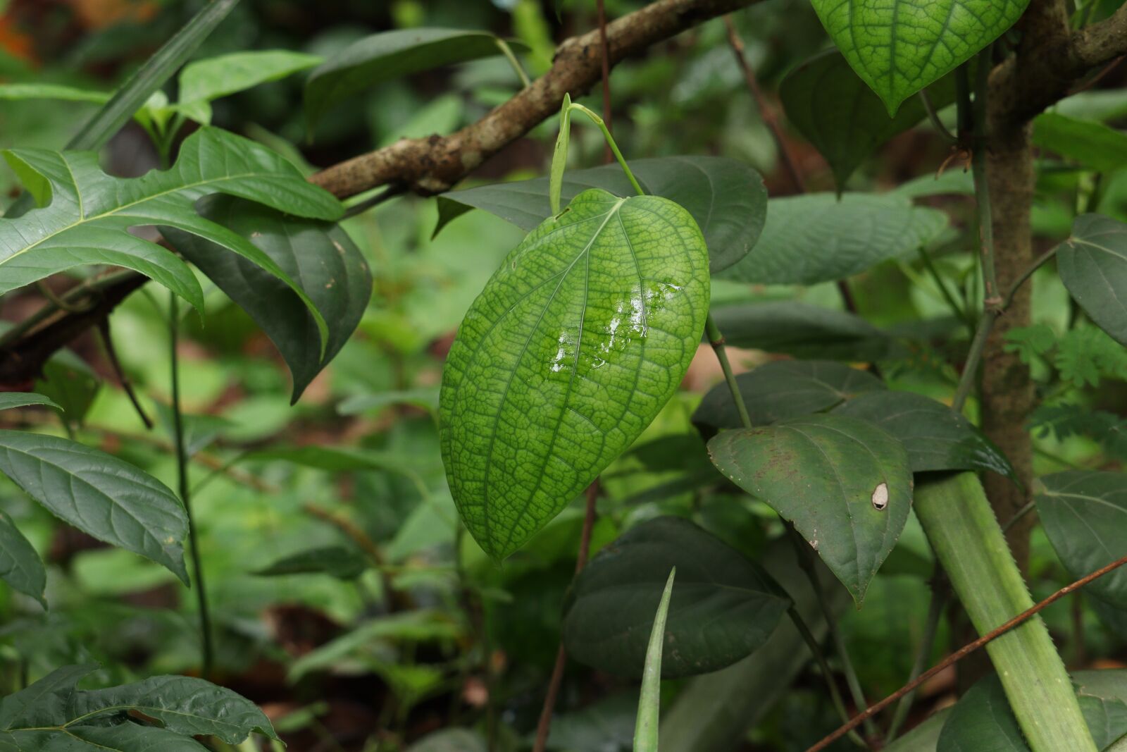 Canon EOS 250D (EOS Rebel SL3 / EOS Kiss X10 / EOS 200D II) sample photo. Leaf, nature, green photography
