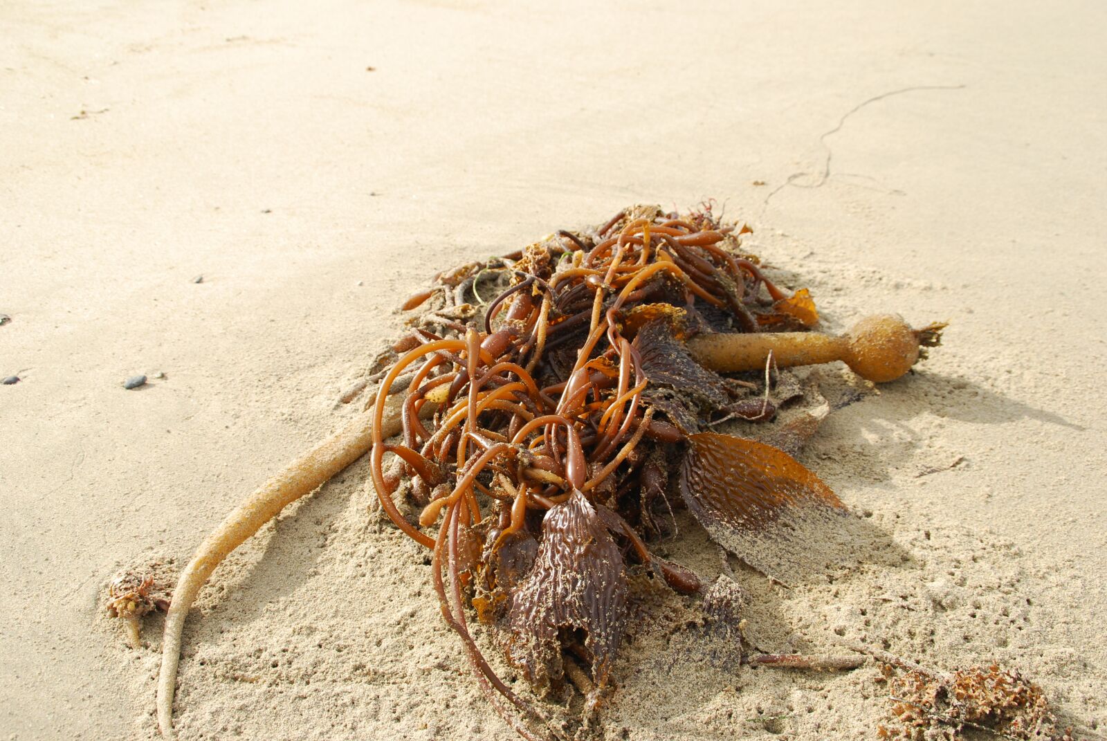 Nikon D60 sample photo. Seetank, coast, atlantic photography