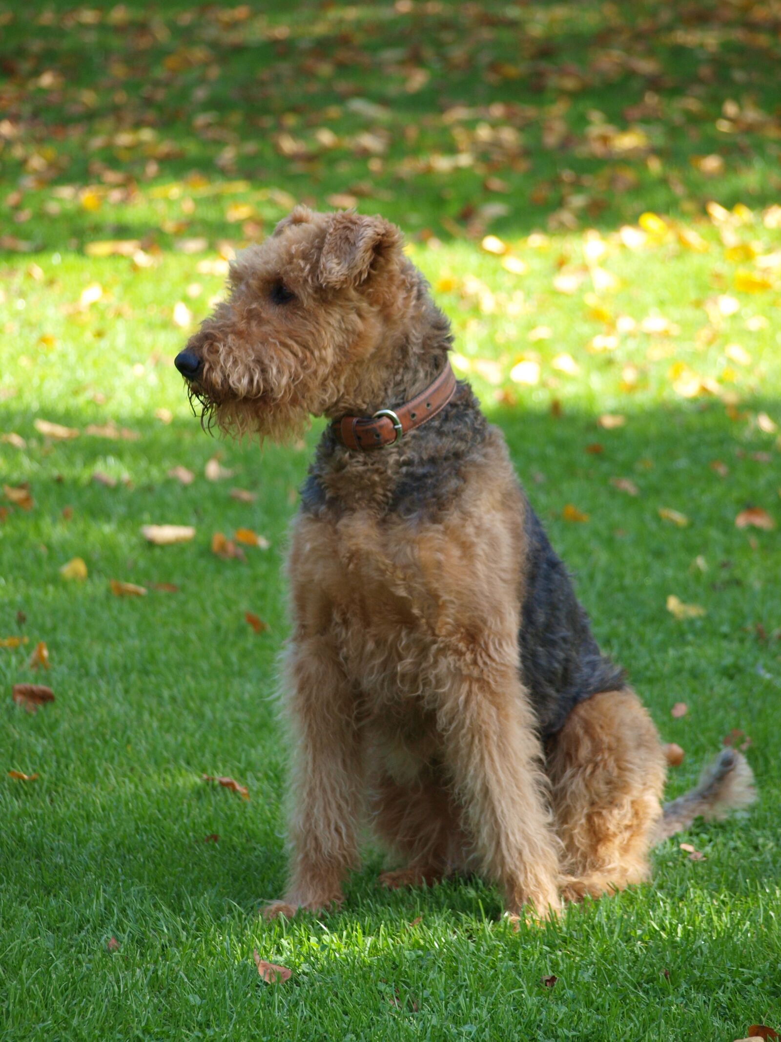 Olympus E-420 (EVOLT E-420) sample photo. Dog, airedale, meadow photography