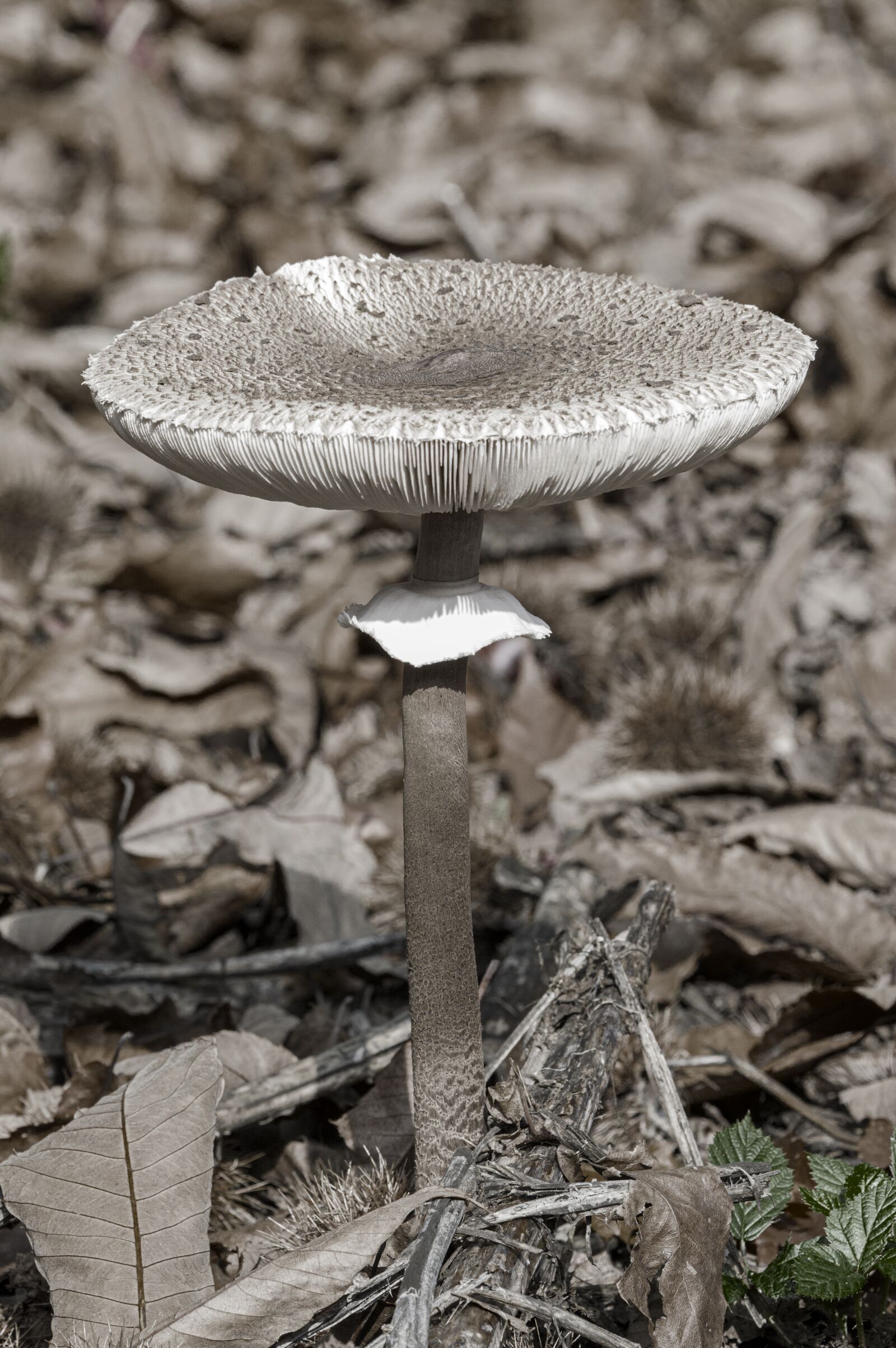 TAMRON SP 180mm F3.5 Di MACRO 1:1 B01N sample photo. Mushrooms, drum stick, forest photography
