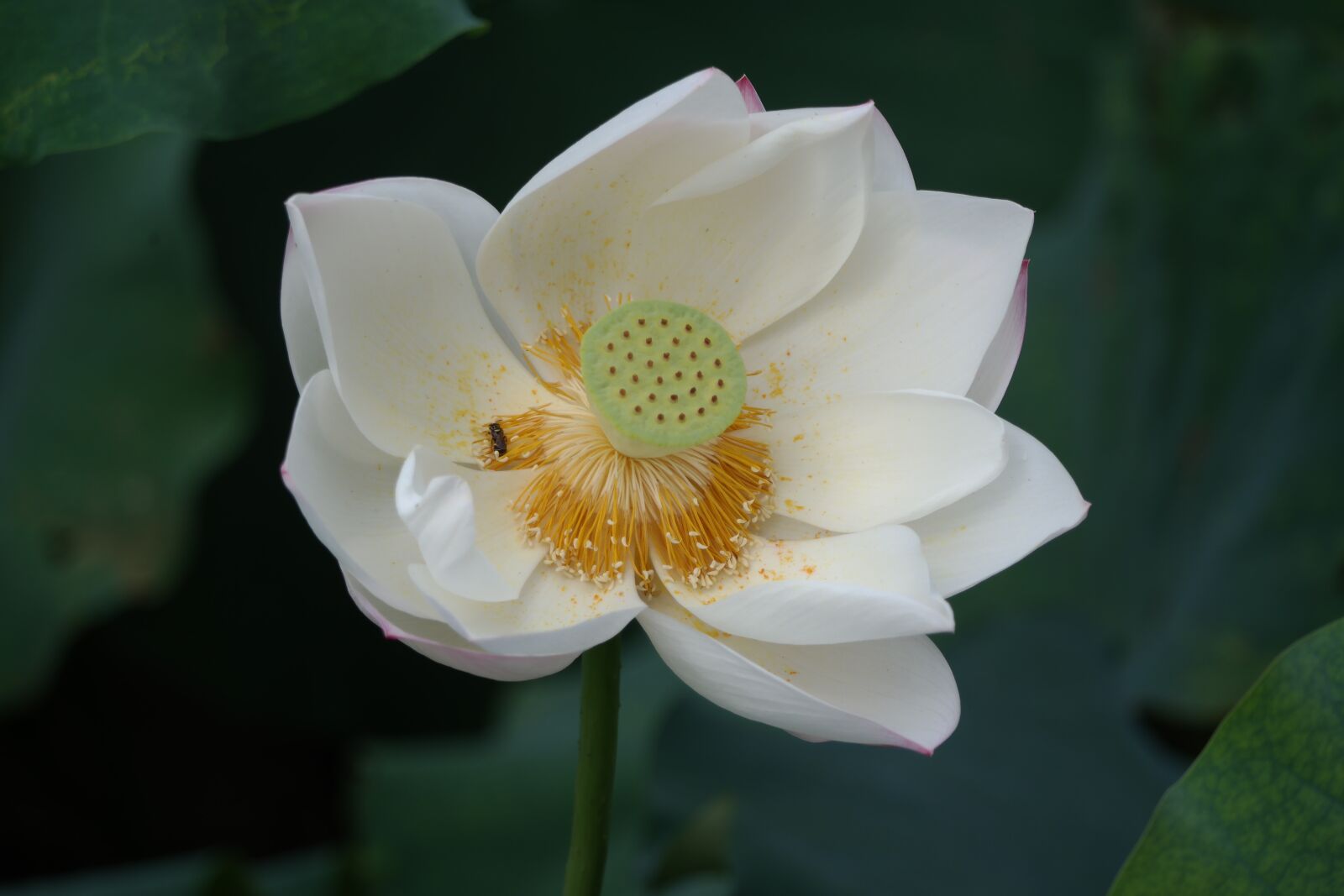 Samsung NX2000 sample photo. White flower, lotus, summer photography